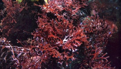 Seaweed drying and dehydration process